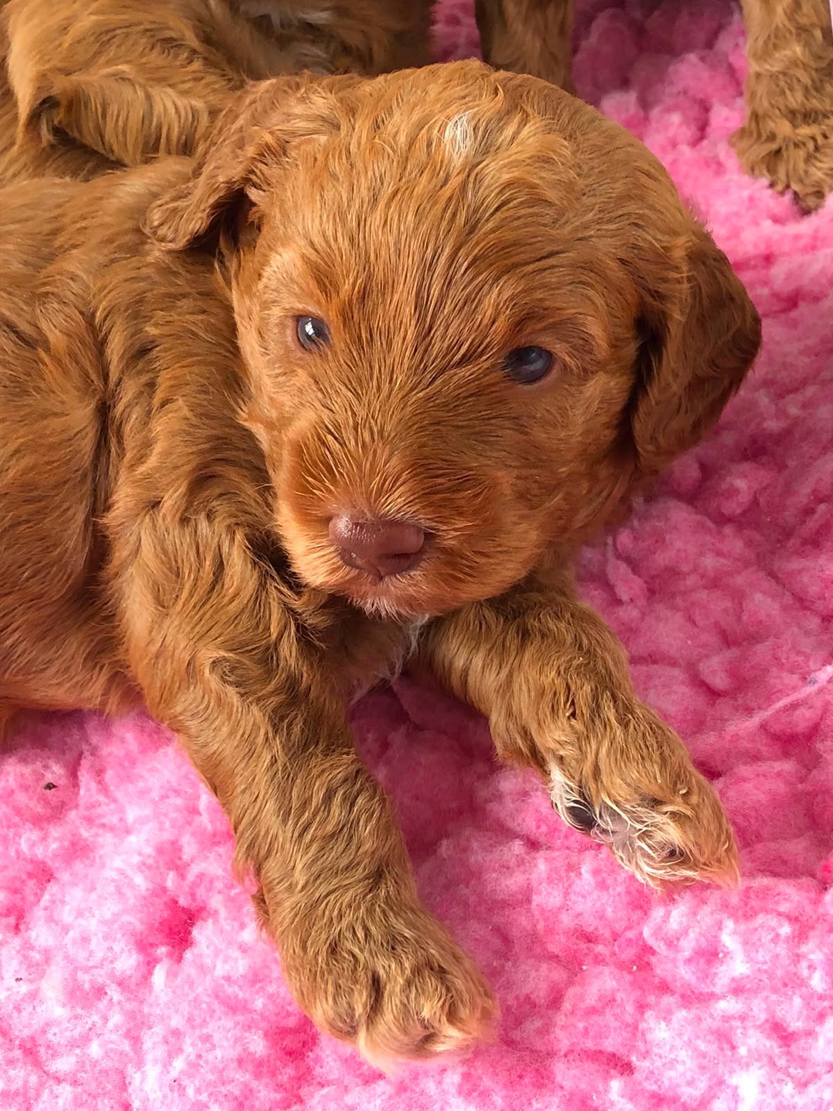 Australian labradoodle pups met stamboom, Parvo, 8 tot 15 weken, Meerdere, Meerdere dieren