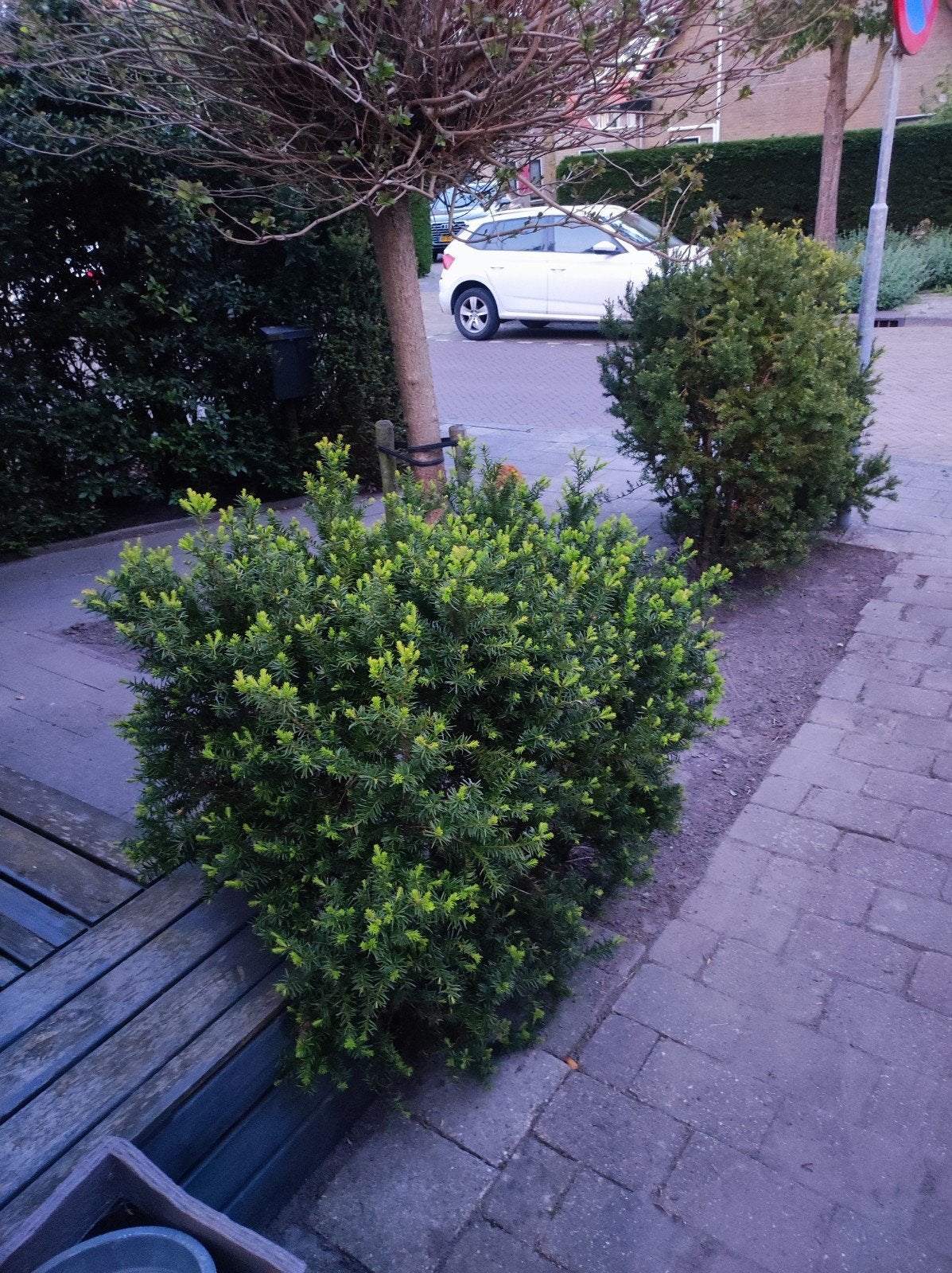 GRATIS Groenblijvende Taxus Struik, Tuin en Terras, Ophalen, Bloeit niet, Overige soorten, Volle zon
