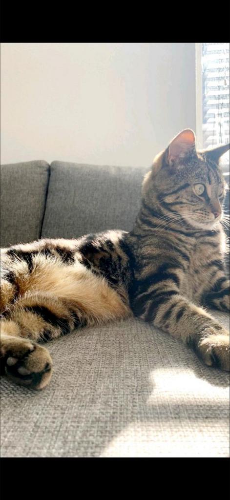 Kater 8 jaar, Dieren en Toebehoren, Katten en Kittens | Overige Katten, Kater