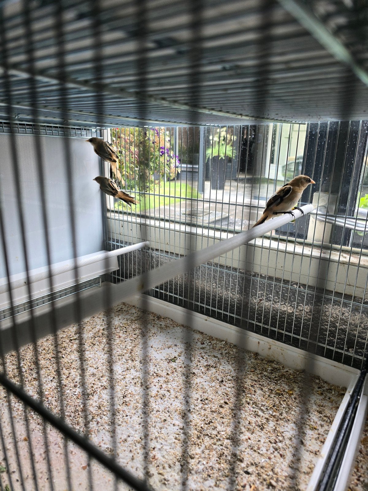 Baardmannetjes, Dieren en Toebehoren, Meerdere dieren, Parkiet