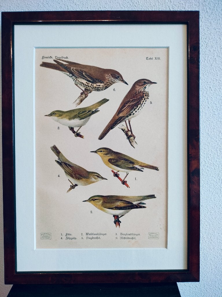 Litho Floericke Fitis Tjiftjaf Fluiter Lijster 1922, Ophalen of Verzenden