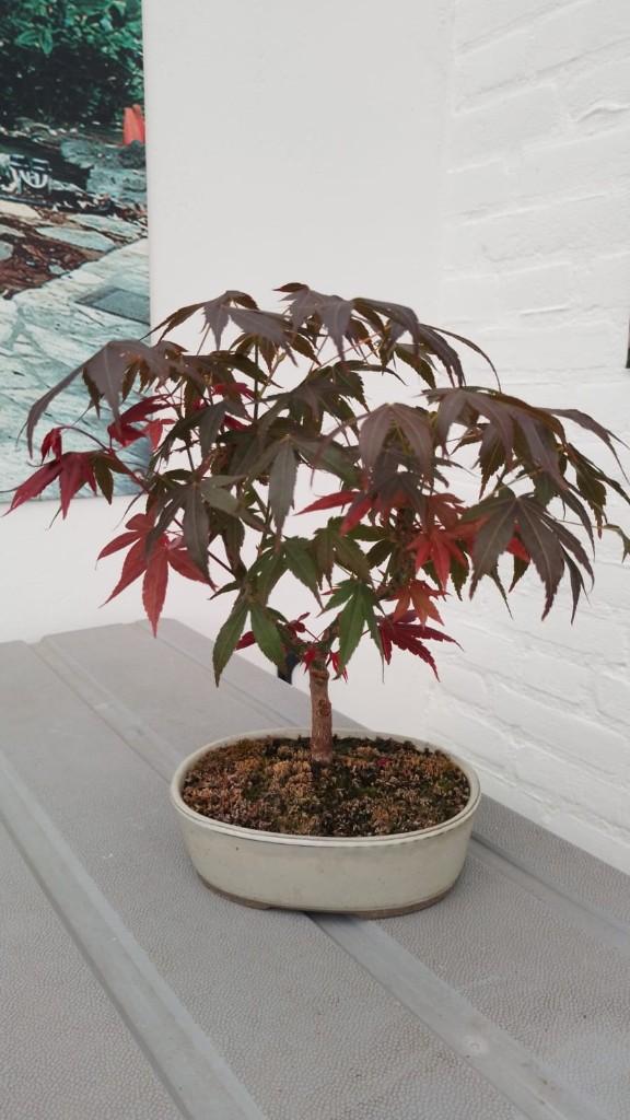 Bonsai Acer Palmatun Atropurpureum, Tuin en Terras, Planten | Bomen, Bloeit niet, Halfschaduw, Overige soorten, Minder dan 100 cm