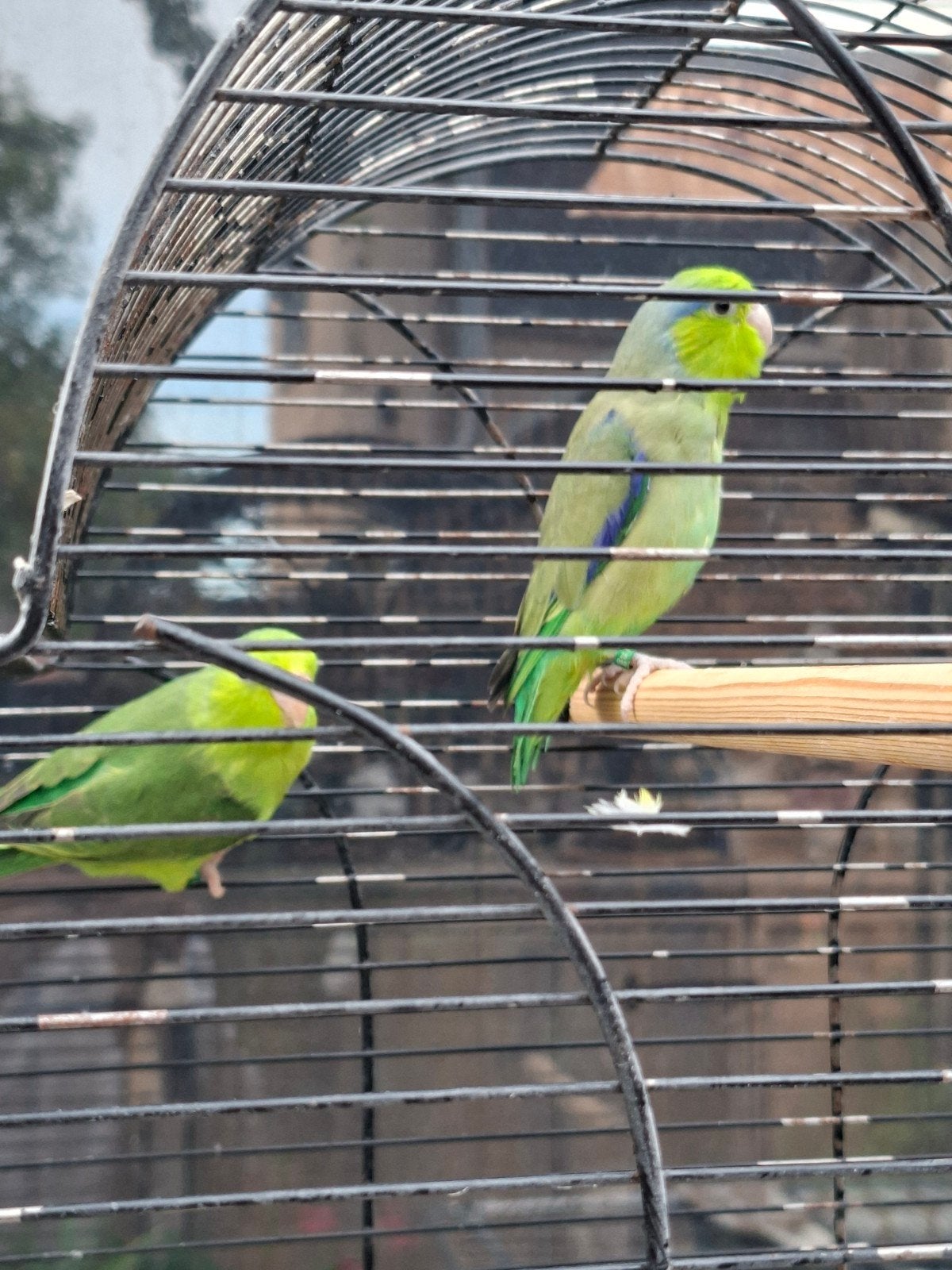 te koop jong koppel forpussen, Meerdere dieren, Parkiet, Geringd