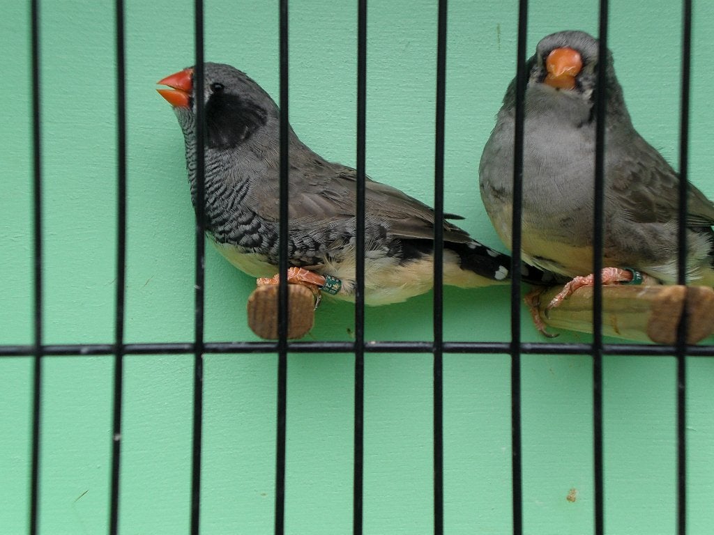 zwartwang zebravinken, Dieren en Toebehoren, Vogels | Overige Vogels, Meerdere dieren, Tropenvogel, Geringd