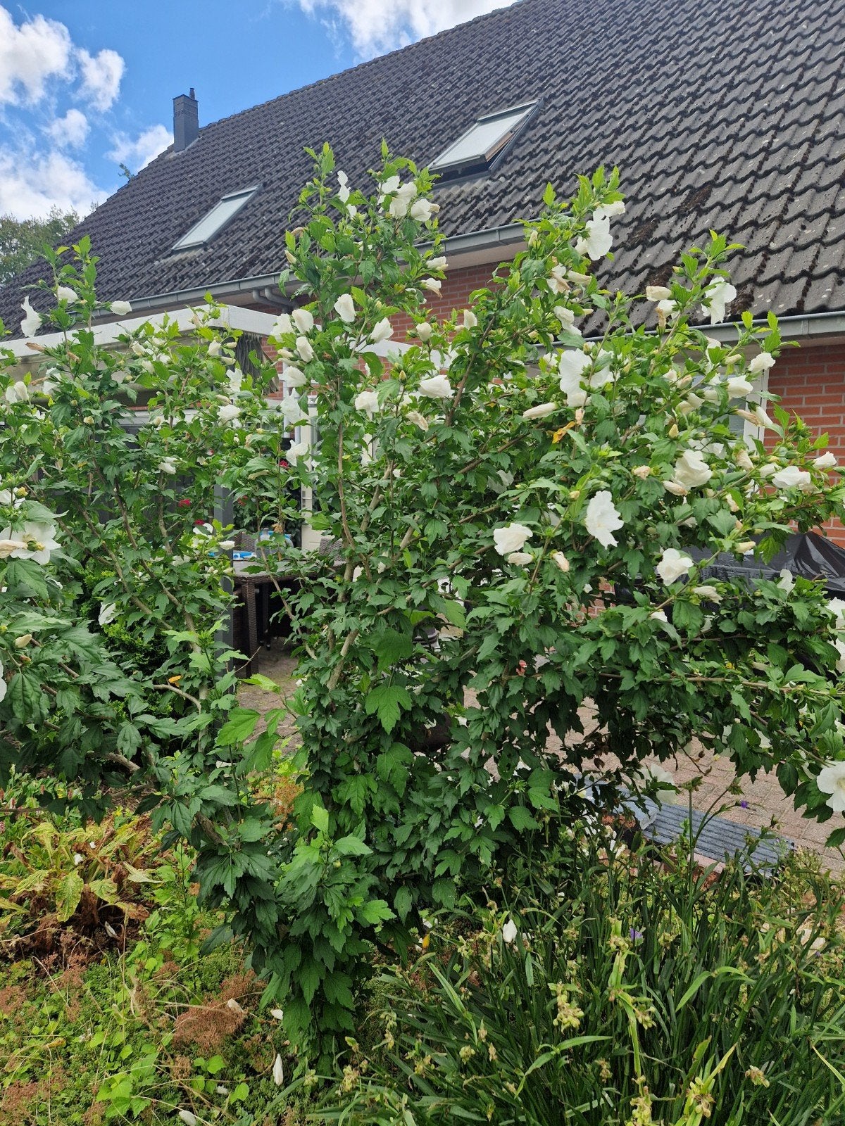 Jonge Hibiscus bomen te koop - Prachtige bloeiers, Ophalen of Verzenden