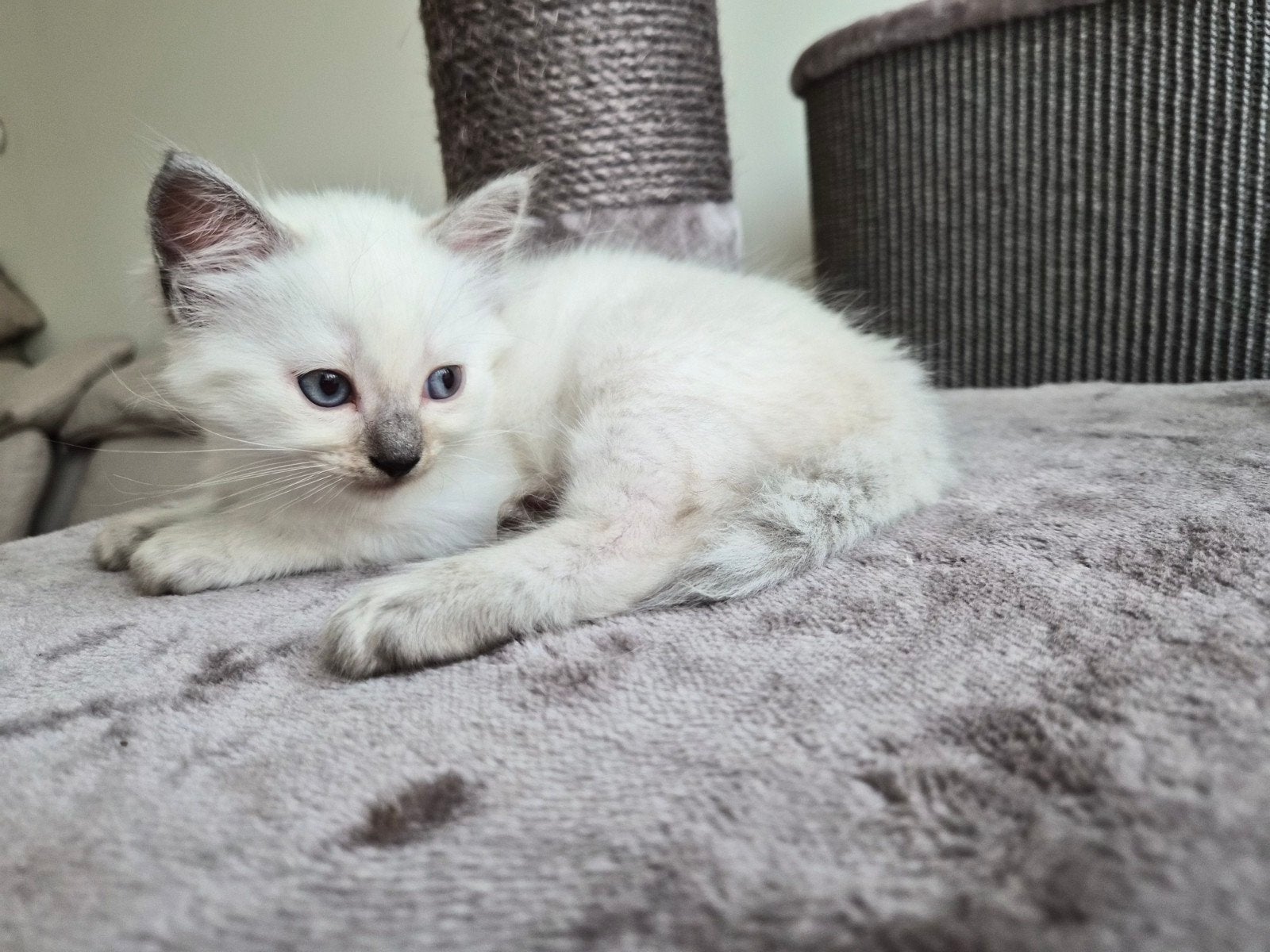 Raszuivere Ragdoll kittens van Mirza&Maysa
(bleupoint), Meerdere dieren