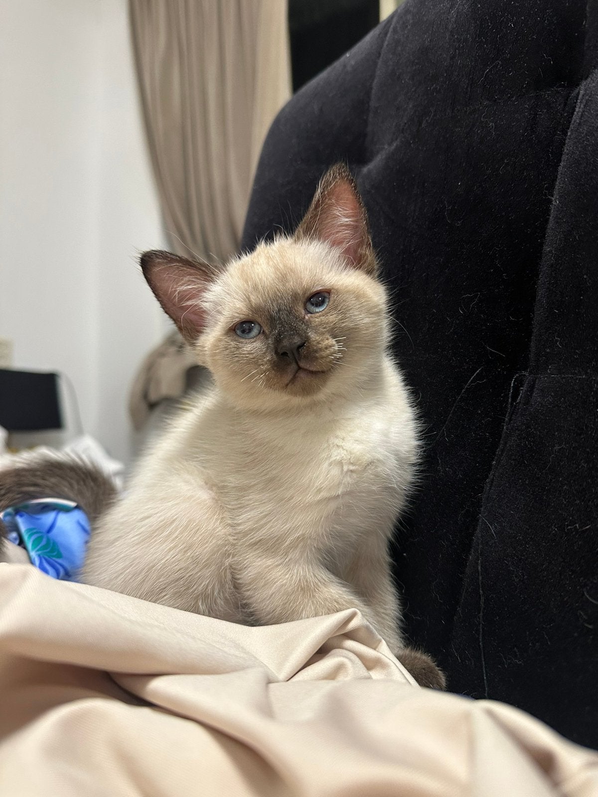 Ragdoll x Tonkanees katertje pointed, Dieren en Toebehoren, Meerdere dieren, Gechipt, 0 tot 2 jaar