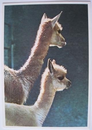 Voor het kind - vicogne met jong - 1970, Verzenden, 1960 tot 1980, Ongelopen, Wild dier