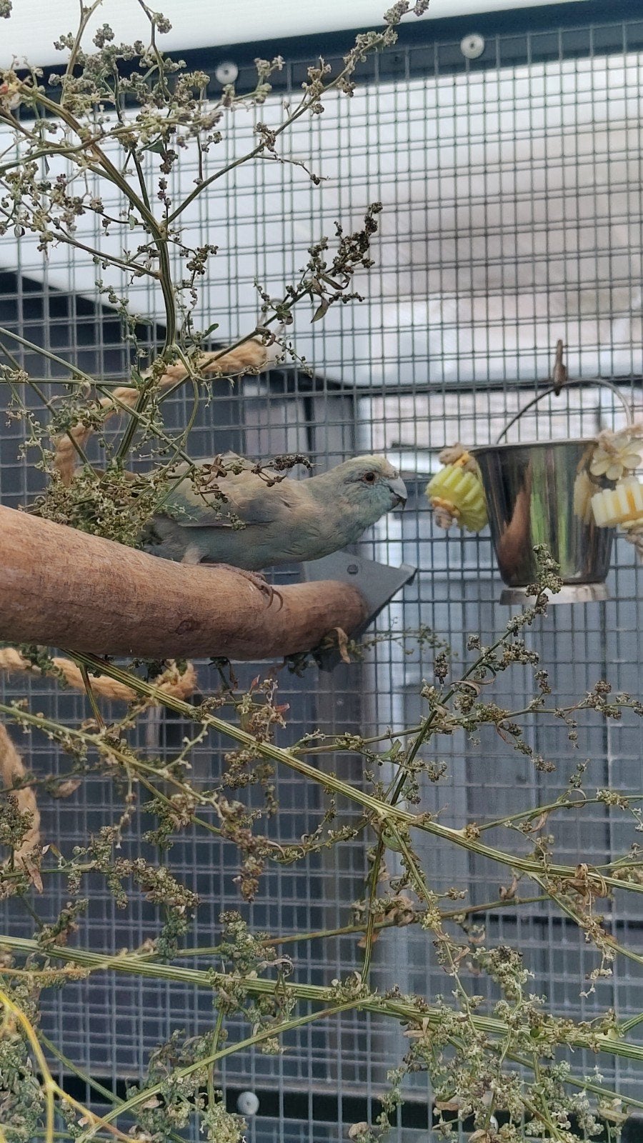 Gezocht: kakariki vriendje, Dieren en Toebehoren, Vogels | Parkieten en Papegaaien, Geslacht onbekend, Parkiet, Geringd