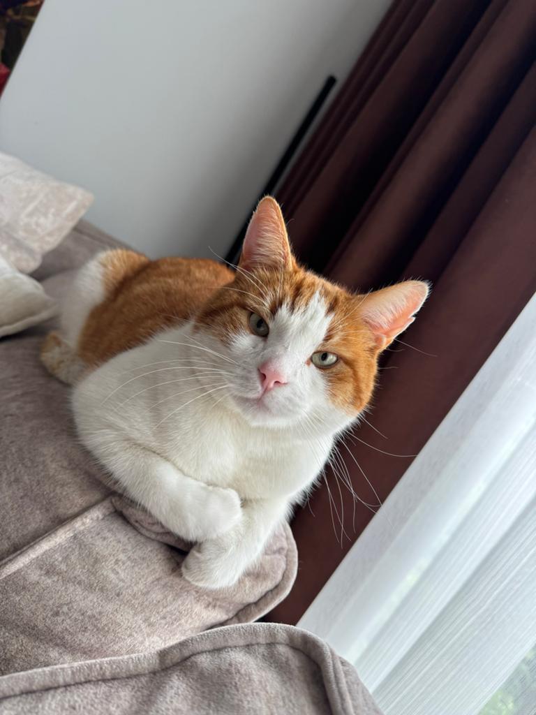Lieve kater bonnie, Kater