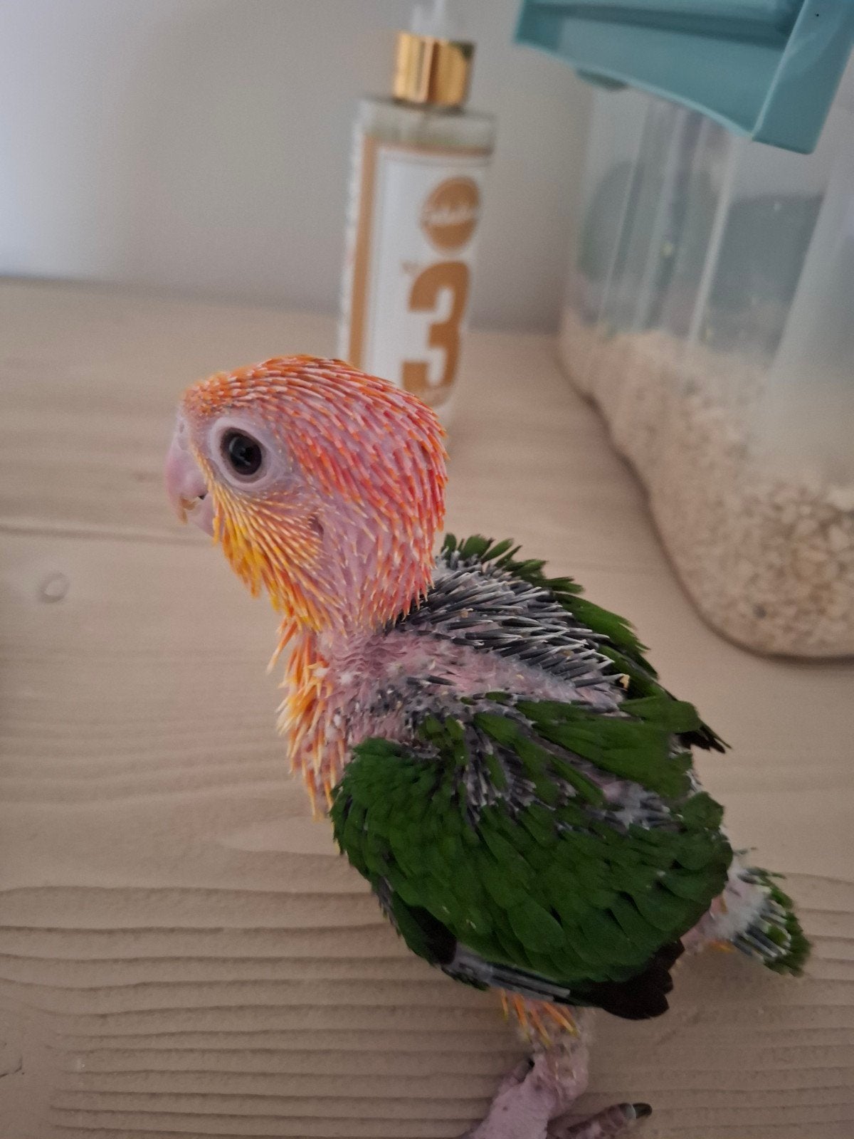 Roestkop caique baby, Dieren en Toebehoren, Vogels | Parkieten en Papegaaien, Geslacht onbekend, Papegaai, Geringd