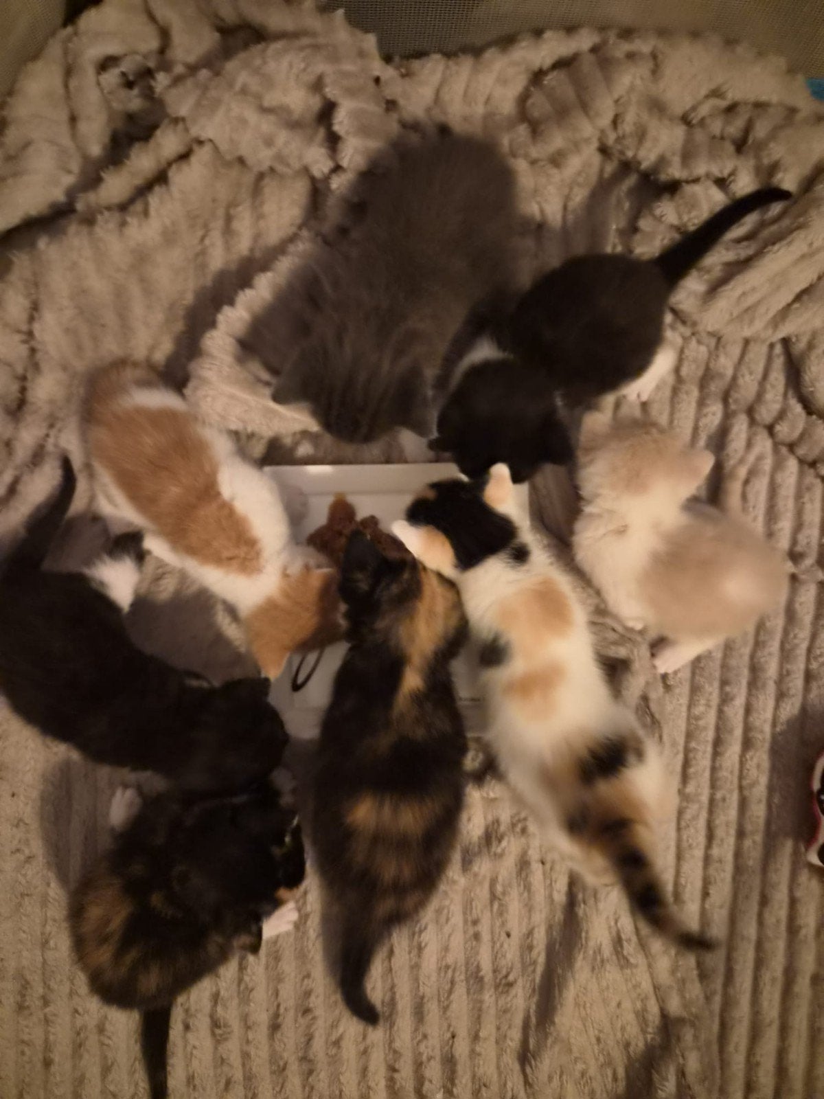 Nestje kittens brits/europees, Meerdere dieren