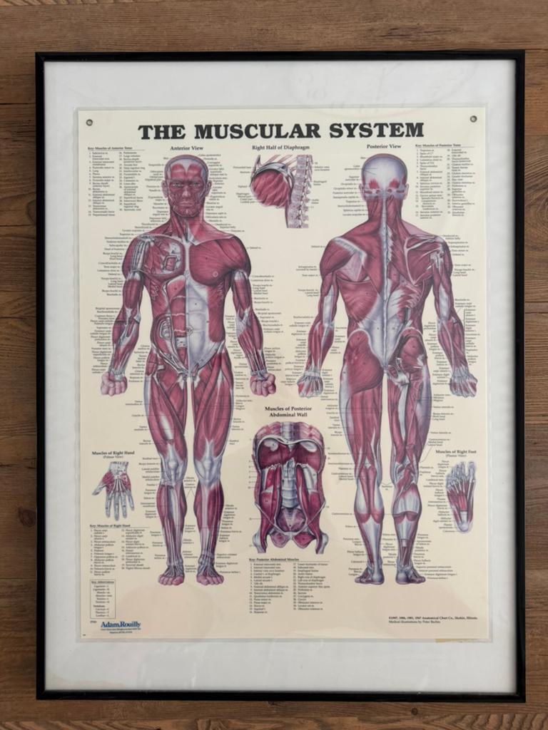 Anatomie posters: Skelet, Spieren, Zenuwstelsel (3 stuks), Ophalen, Zo goed als nieuw