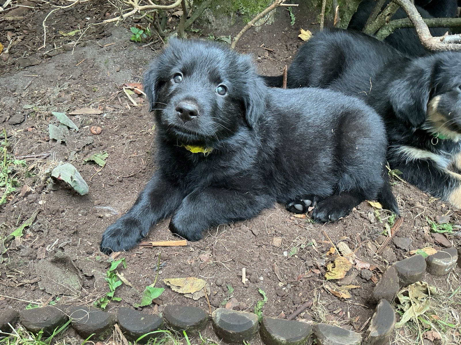 Eurasier herder x Golden Retriever, één puppy, Parvo, 8 tot 15 weken, Meerdere, Meerdere dieren