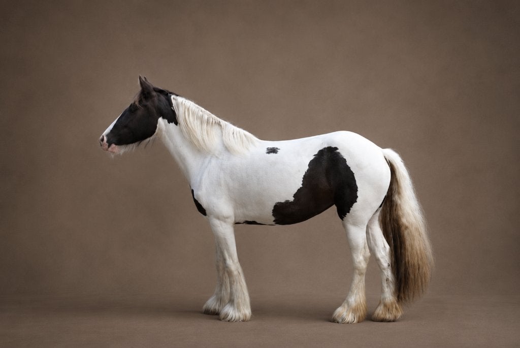 5 jarige zwart zilverappelbonte Irish Cob merrie, 150cm, Dieren en Toebehoren, Paarden, Merrie, Minder dan 160 cm, Met stamboom