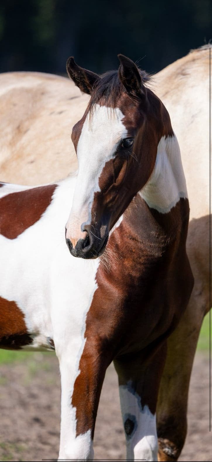 Te koop bruin bont merrie veulen met mooie Gelderse opdruk, Merrie, Dressuurpaard, 0 tot 2 jaar