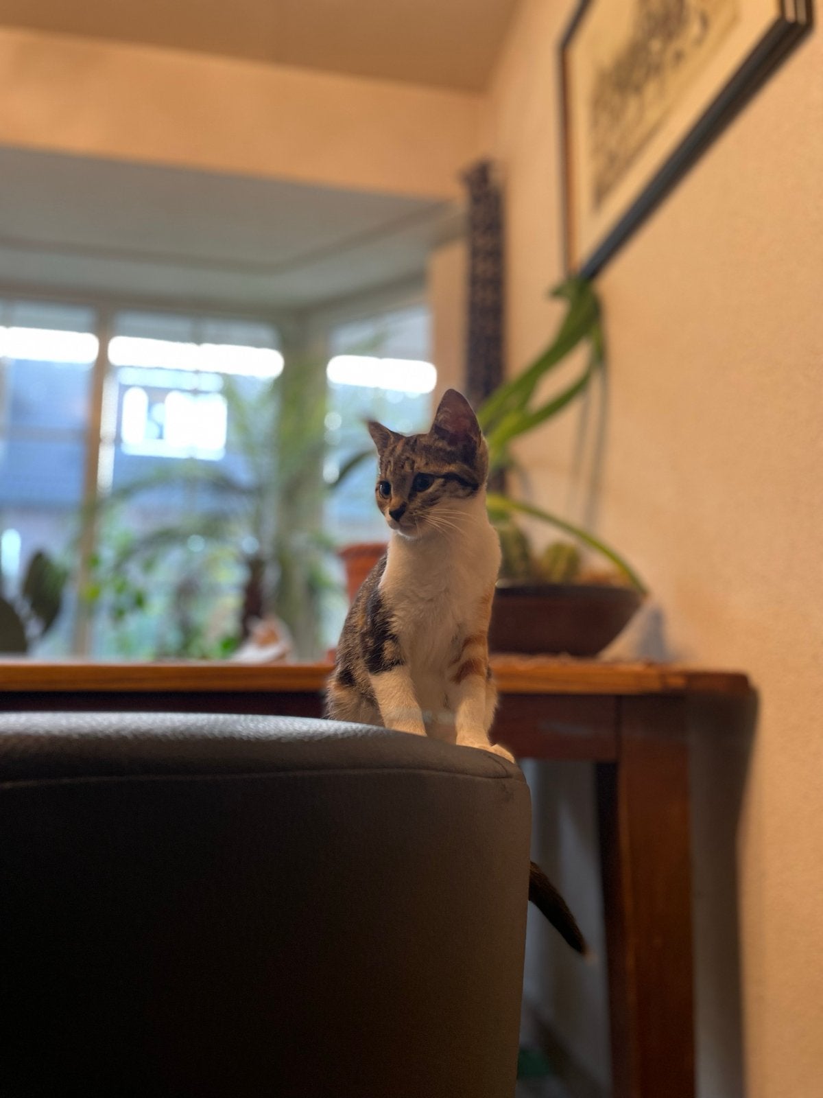 Lieve kittens te koop, ontvlooid en ontwormd!, Dieren en Toebehoren, Katten en Kittens | Overige Katten, Poes, Kortharig, 0 tot 2 jaar