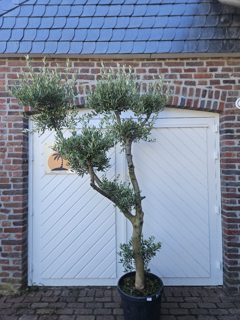 25 % KORTING OP PALMEN EN OLIJFBOMEN   ALLE OLIJFBOMEN., In pot, Halfschaduw, Ophalen of Verzenden, Lente