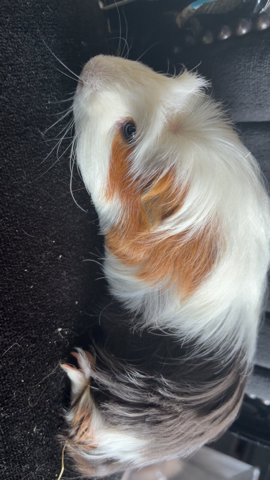 2 cavia beertjes te koop, Maart, Mannelijk, Cavia