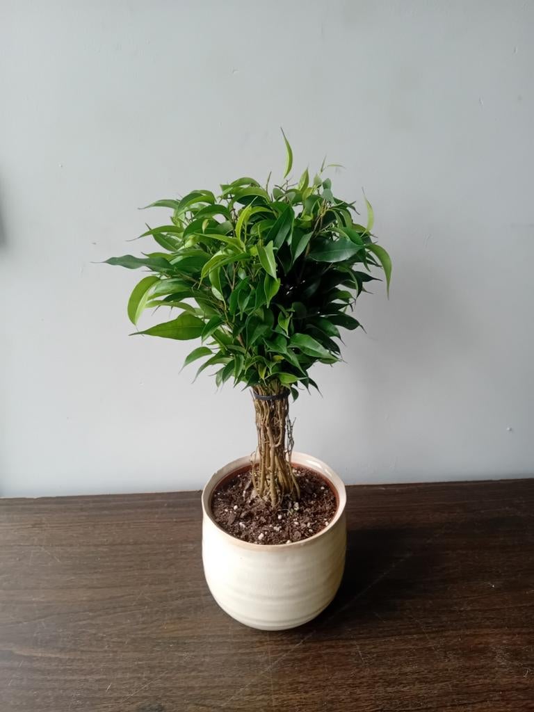 Kamerplant incl pot 25cm ficus bonsai, Huis en Inrichting, Kamerplanten, Ophalen, Ficus, Halfschaduw, In pot