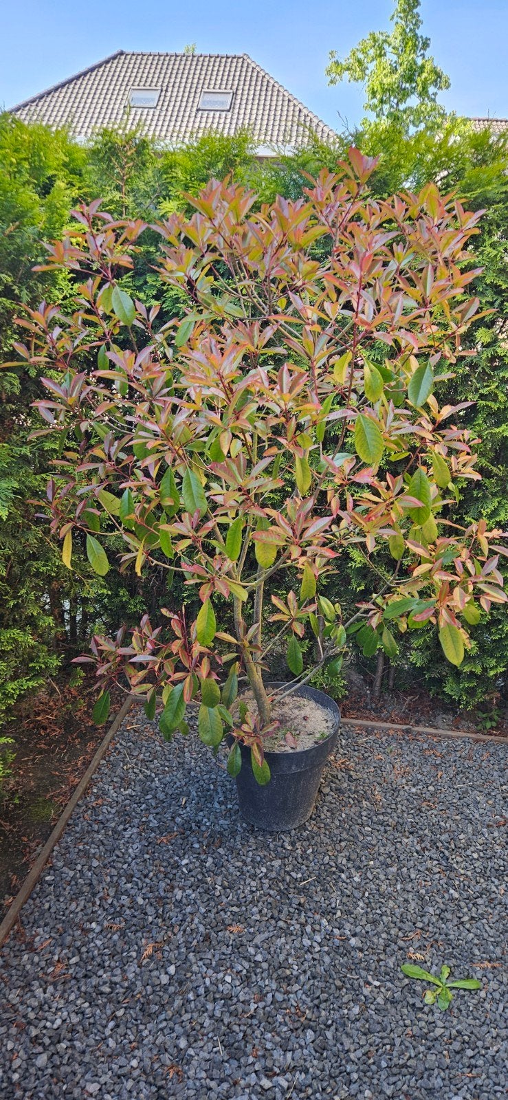 Glansmispel (Photinia Fraseri Red Robin) in pot, Ophalen of Verzenden