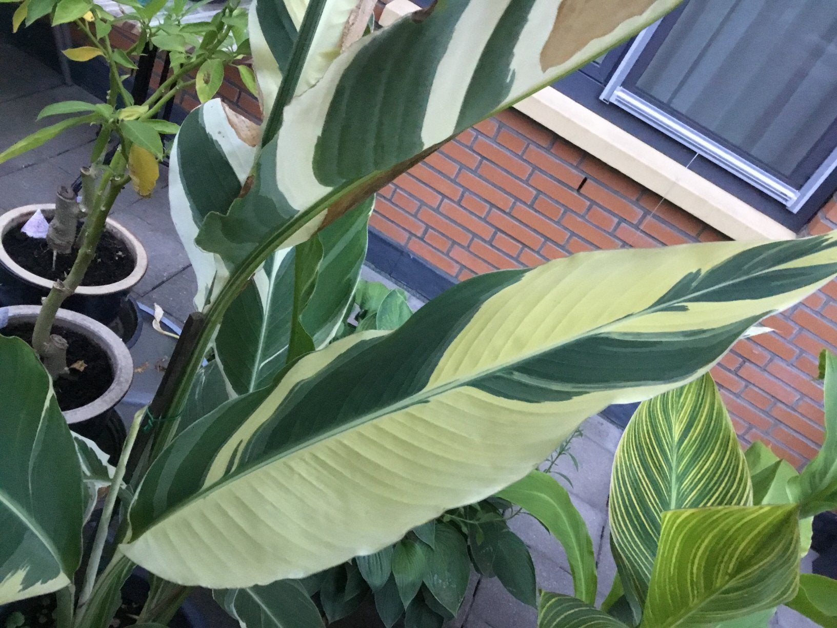 Canna Stuttgart. 2 m Bod vanaf 20€.   Inc pot, Tuin en Terras, Ophalen of Verzenden, Overige soorten, Volle zon