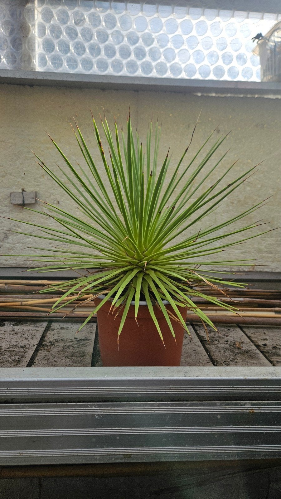 Yucca Rostrata - Blauwe Yucca - Winterhard, Tuin en Terras, Volle zon, Vaste plant, Zomer, Ophalen