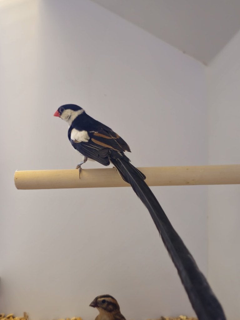 Dominicaanse Wida | Broedkoppel | 2023, Meerdere dieren, Tropenvogel