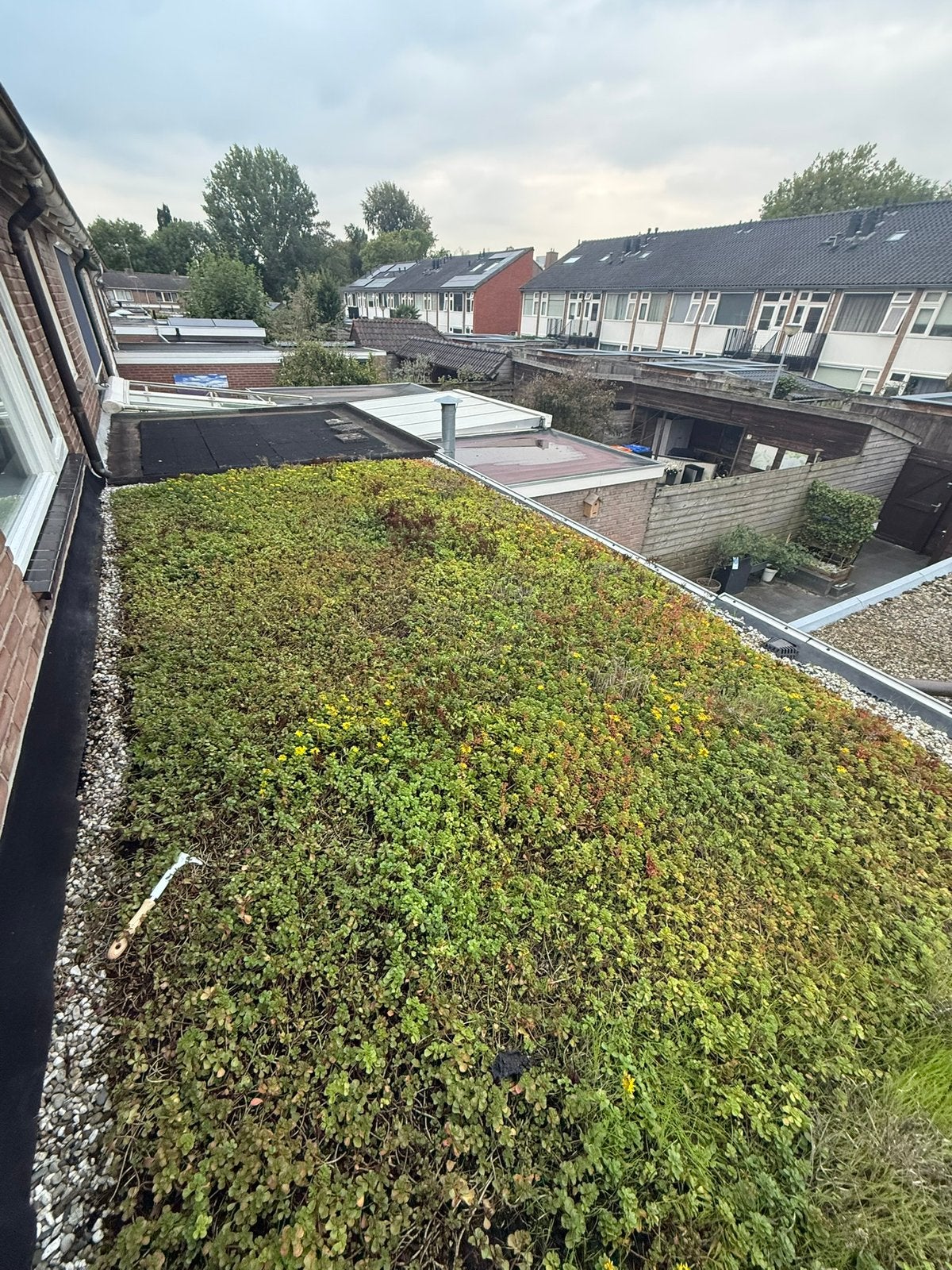 Sedum, gratis!!, Ophalen, Zo goed als nieuw, 20 m² of meer