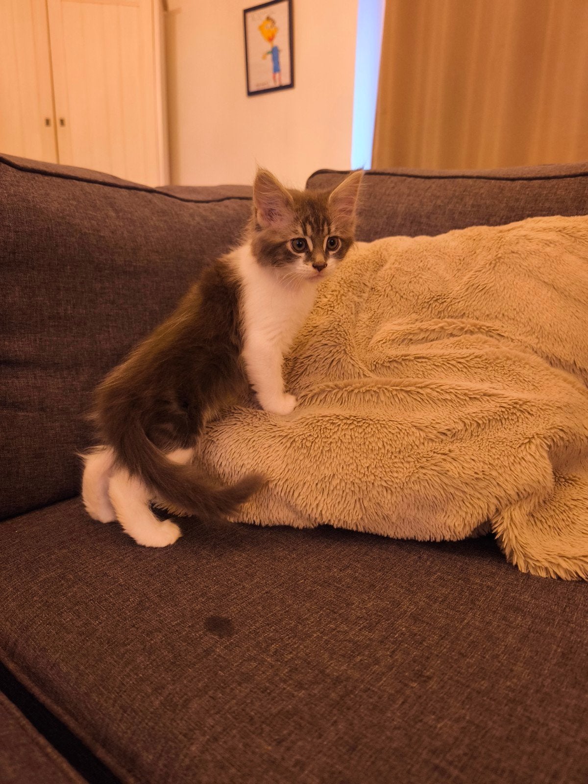 Maine Coon poes, Dieren en Toebehoren, Poes, Gechipt, 0 tot 2 jaar