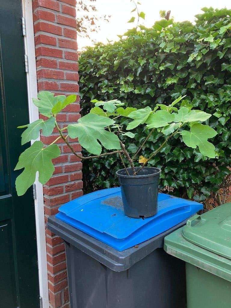 vijg, Tuin en Terras, Planten | Tuinplanten, Vaste plant, Bloeit niet, Halfschaduw, Ophalen