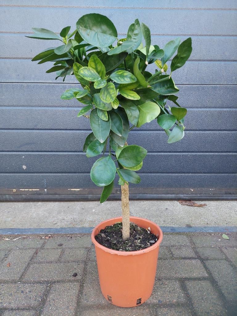 Citrus Sinensis - Sinaasappelboom H: 75 cm., Ophalen, Minder dan 100 cm, Volle zon, Citroenboom