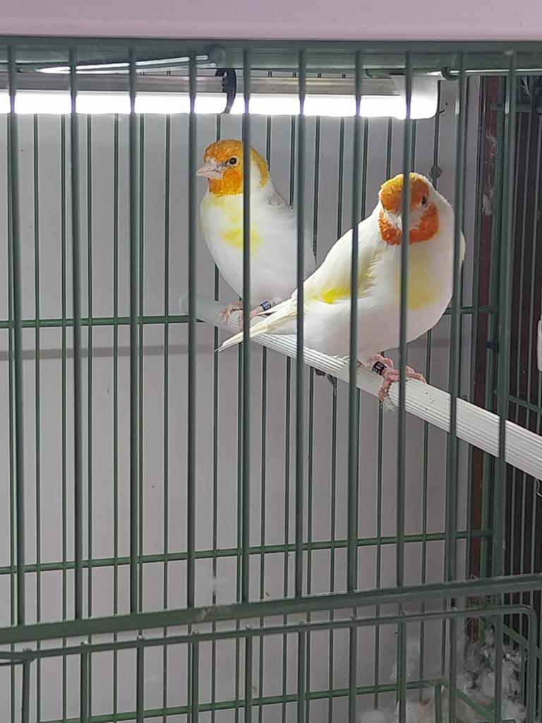 Koppel putters, Meerdere dieren, Bastaard