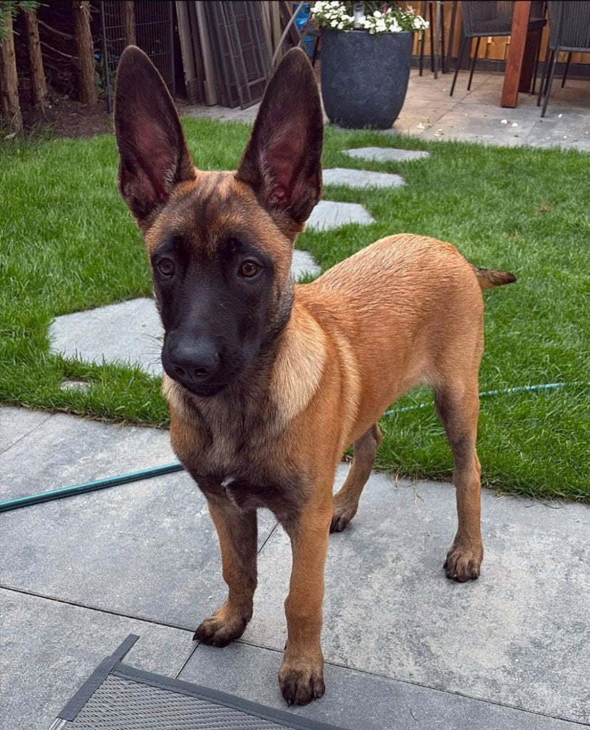 Prachtige Mechelse Herder pup (reu) – 17 weken, Dieren en Toebehoren, Honden | Herdershonden en Veedrijvers, Parvo, 15 weken tot 1 jaar