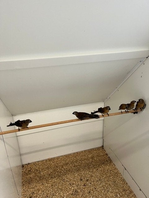 Braziliaanse blauwe bisschop, Meerdere dieren, Tropenvogel, Geringd