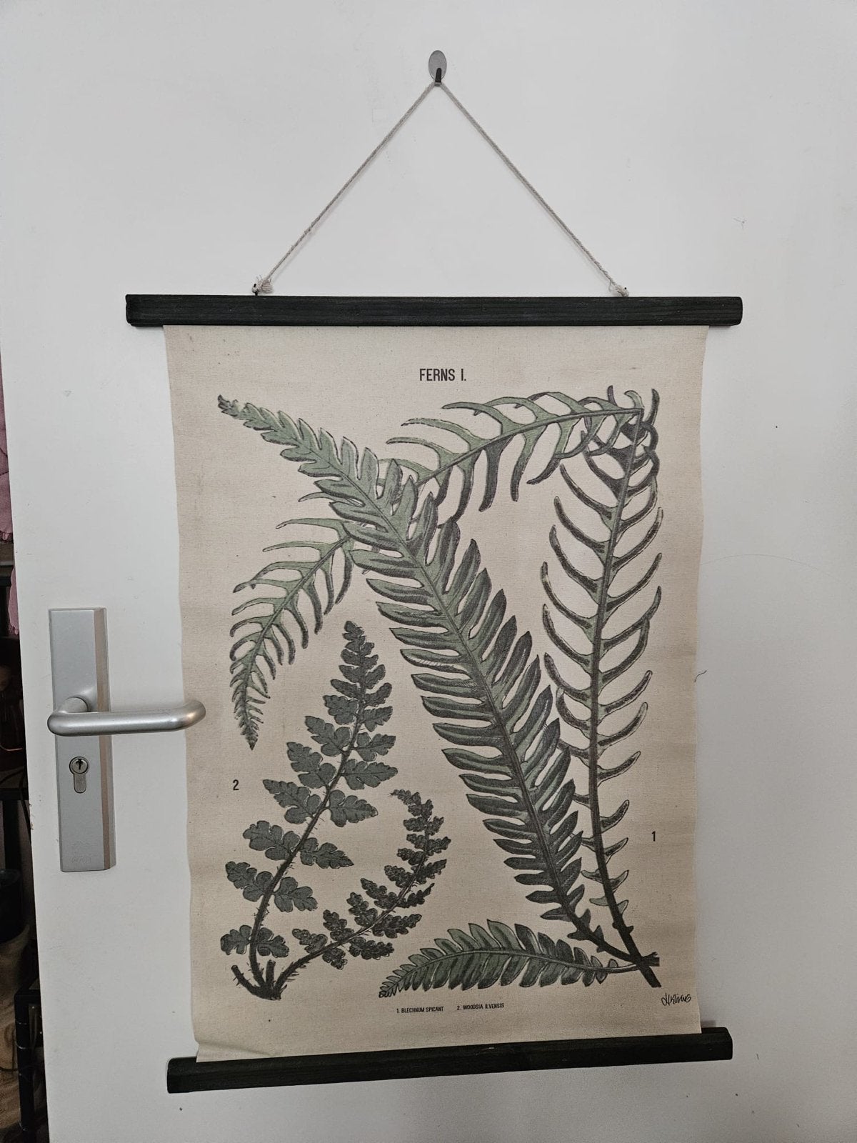 Botanische wanddecoratie varen – vintage schoolplaat, Huis en Inrichting, Woonaccessoires | Wanddecoraties, Ophalen, Groen, Zo goed als nieuw