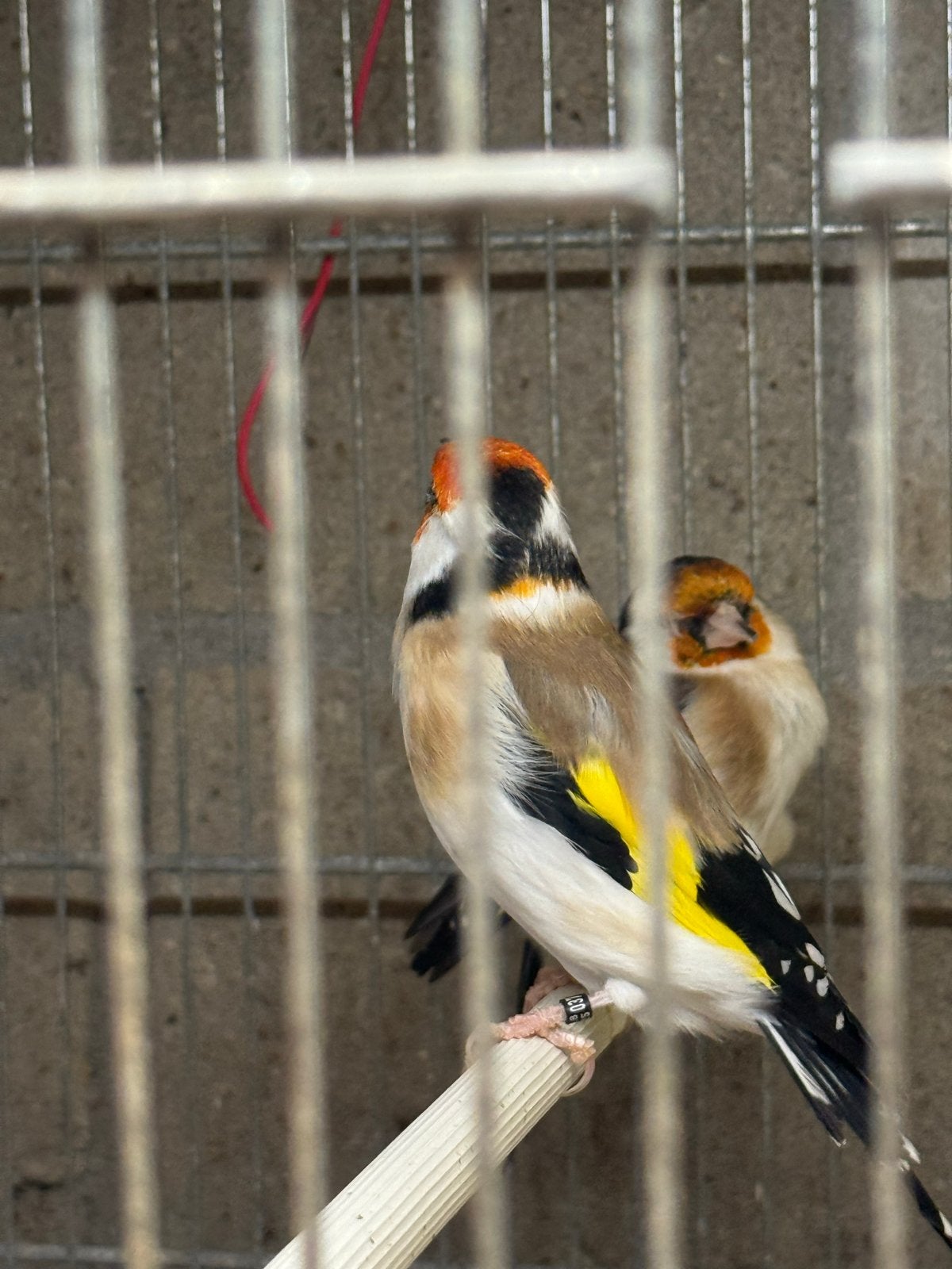 Te koop laatste overjarige majoor putters, Meerdere dieren, Wildzangvogel, Geringd