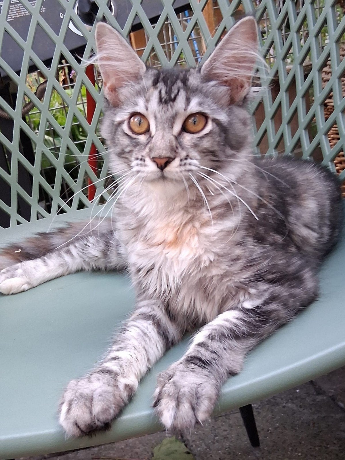 Maine coon kitten, Poes, Ontwormd, 0 tot 2 jaar