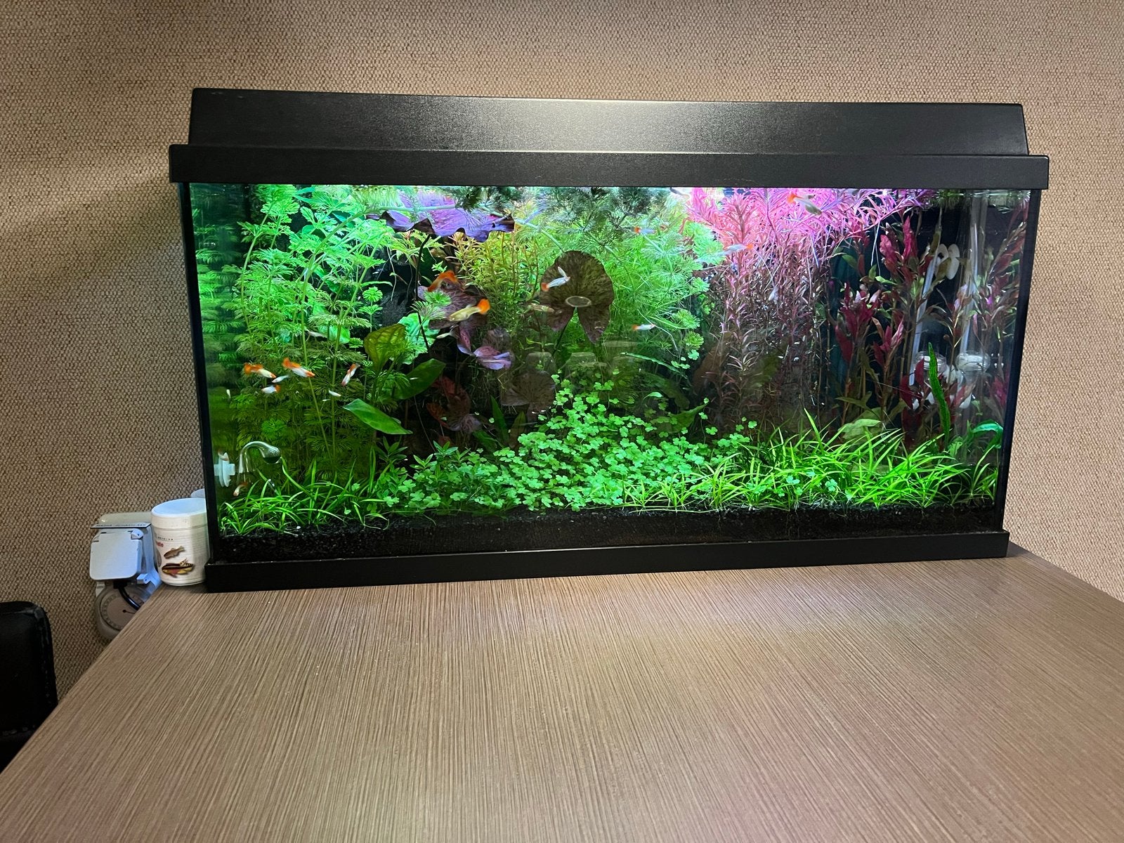 Stekjes aquarium, Dieren en Toebehoren