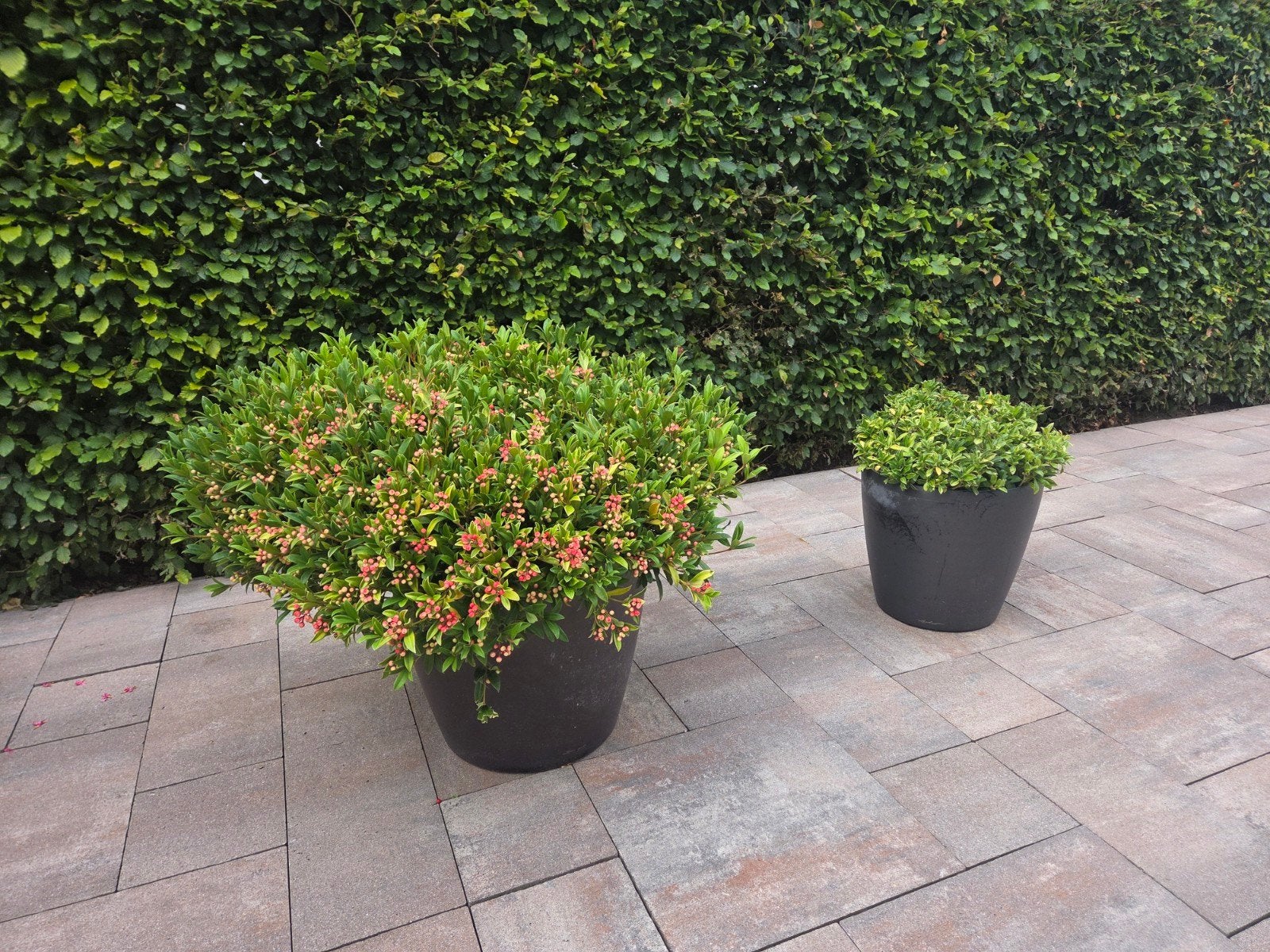 2 mooie heesters in pot. Skimmia en een Hulst, Ophalen, Overige soorten, Struik, Minder dan 100 cm