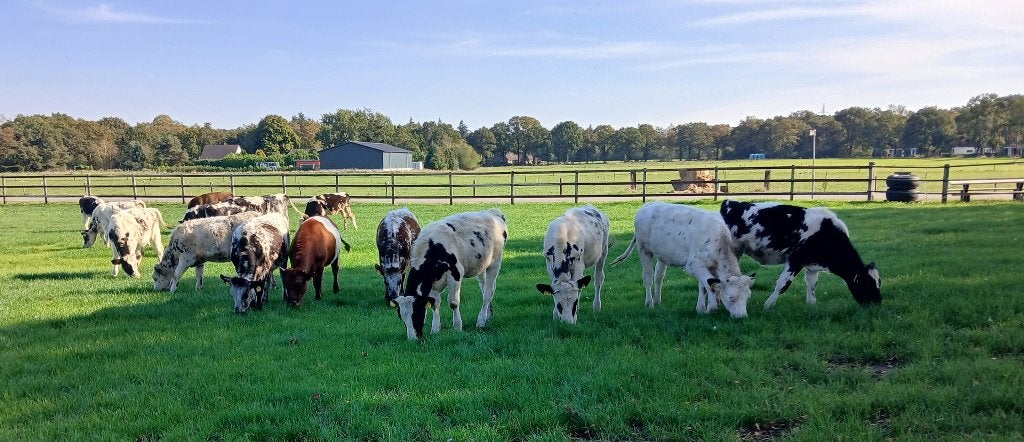 Mooie koppel vaarzen, Dieren en Toebehoren, Meerdere dieren, 0 tot 2 jaar