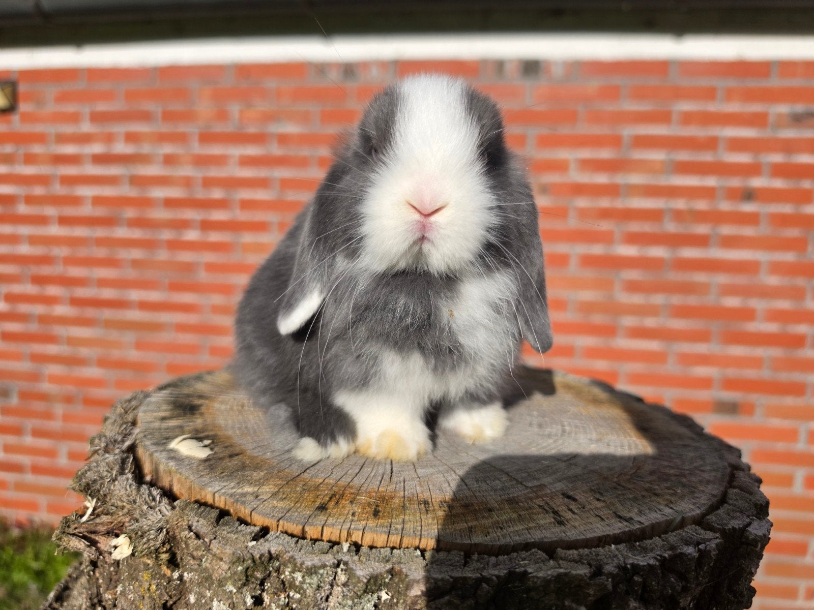 Raszuivere minilop konijntjes, Dieren en Toebehoren, Meerdere dieren, Dwerg, Hangoor, 0 tot 2 jaar