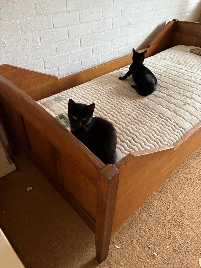 Kittens, Meerdere dieren, 0 tot 2 jaar