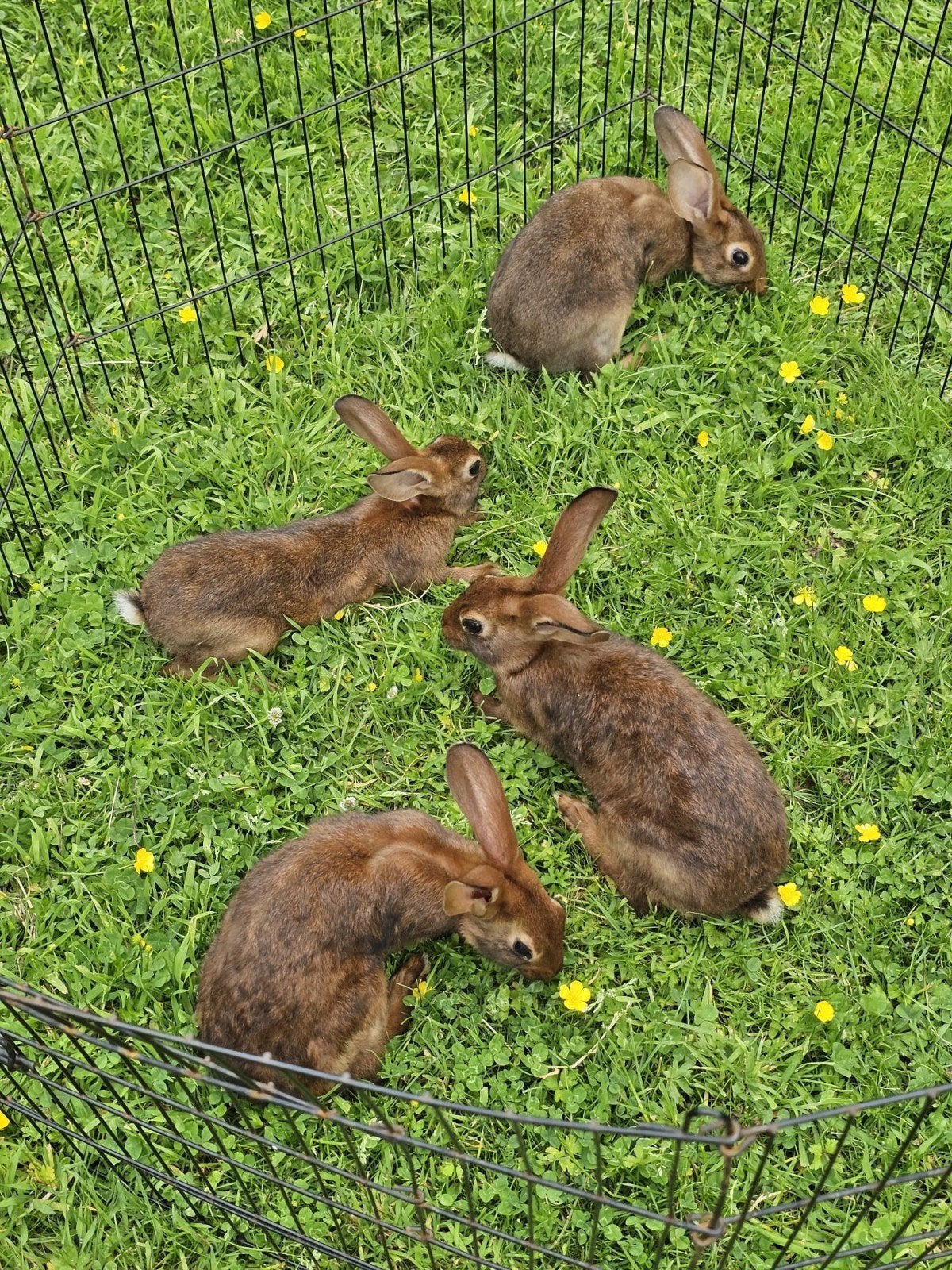 Belgische hazen te koop., Dieren en Toebehoren, Meerdere dieren, Groot