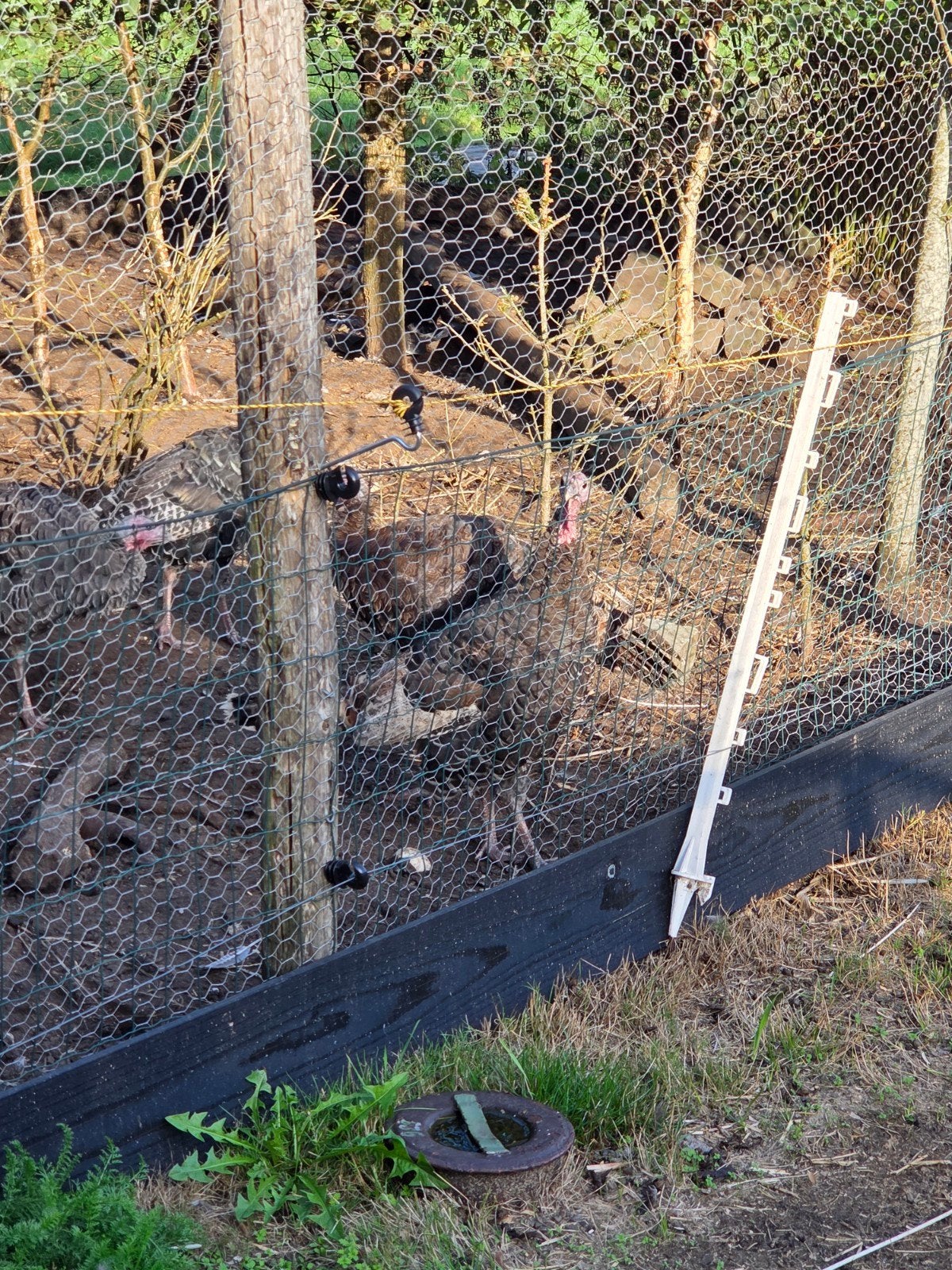 10 kalkoenen, Dieren en Toebehoren, Pluimvee, Meerdere dieren, Kalkoen