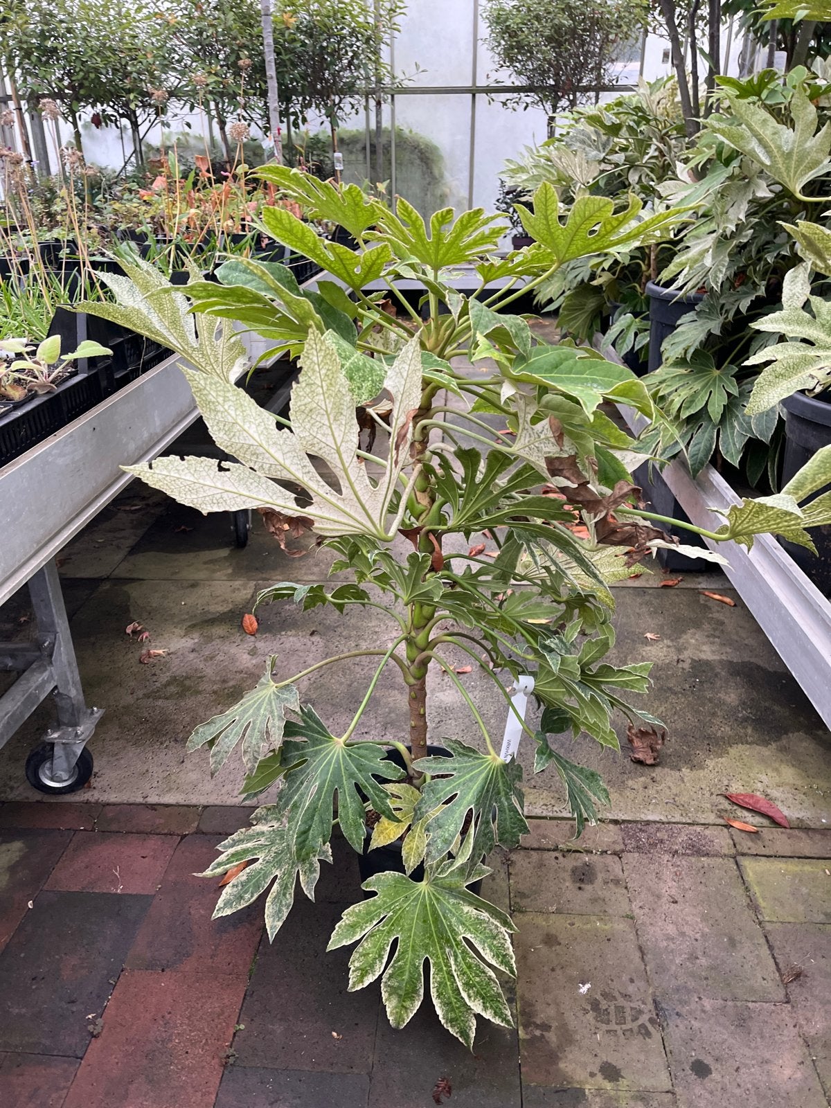 Fatsia Vingerplant - Binnen & Buiten - 90cm Hoog, Tuin en Terras, Ophalen of Verzenden, Vaste plant, Halfschaduw