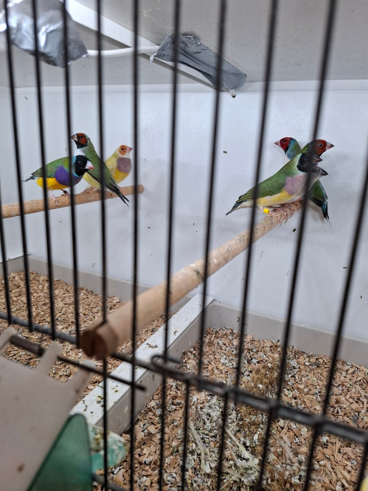 Diverse gouldamadine, Dieren en Toebehoren, Vogels | Overige Vogels, Meerdere dieren