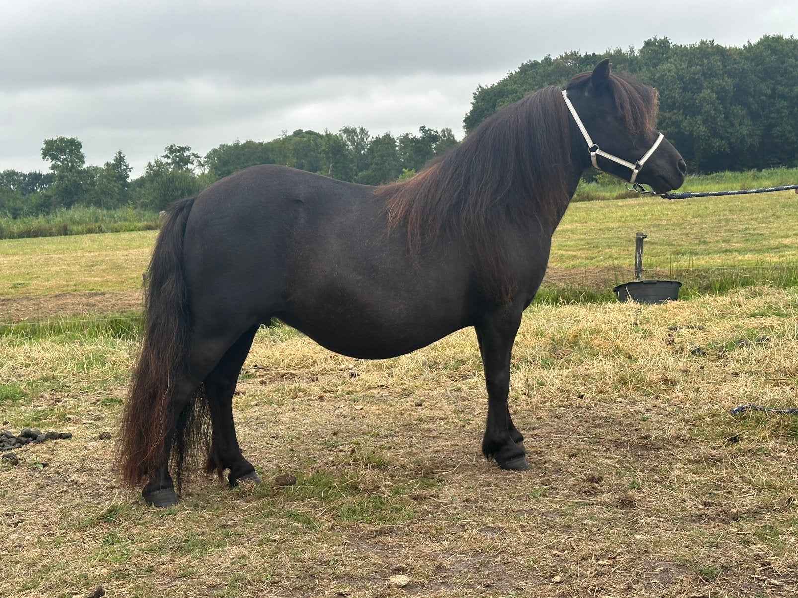 Top gefokte NSPS fokmerrie, Dieren en Toebehoren, Pony's, Meerdere dieren, A pony (tot 1.17m), Met stamboom, 0 tot 2 jaar
