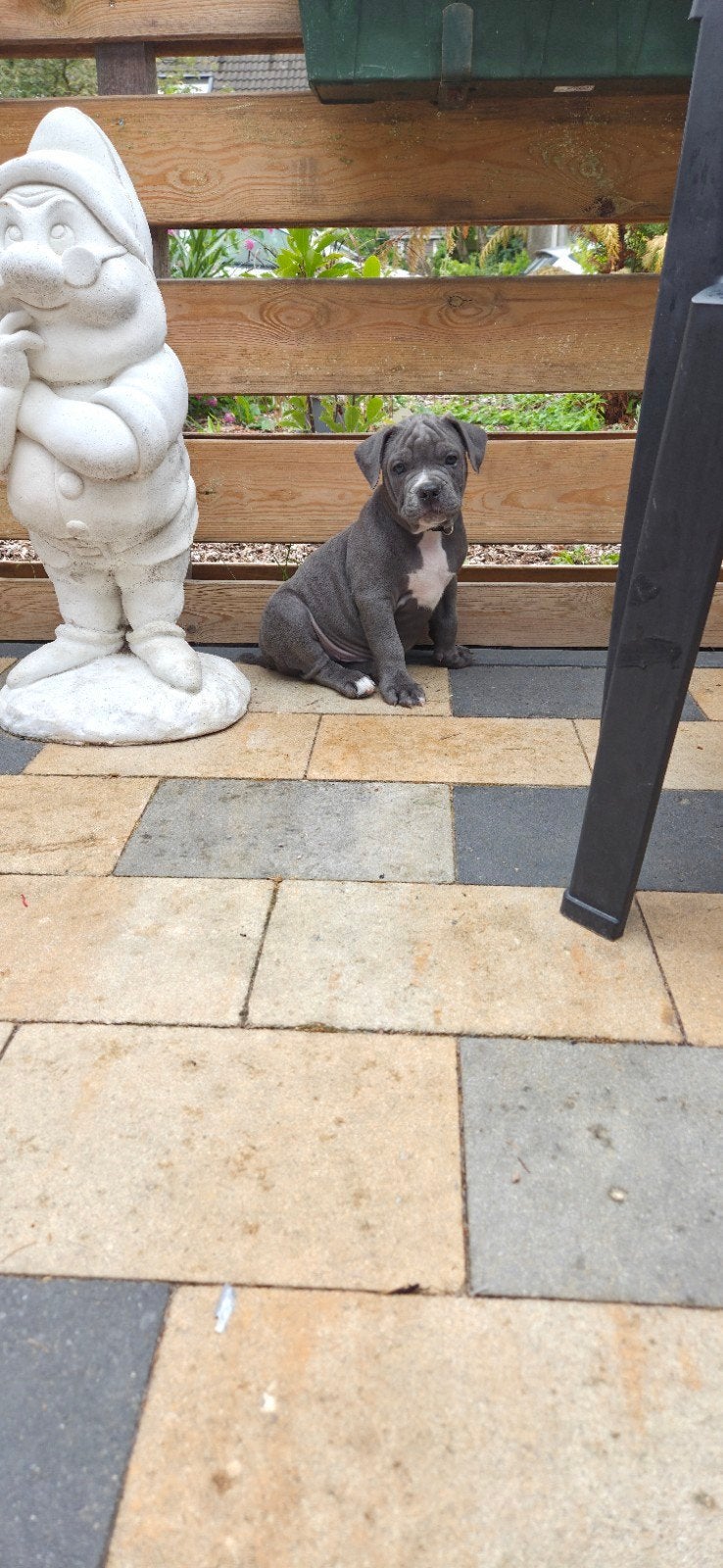 eenmalige unieke pups nog ☆2 pups beschikbaar☆, 8 tot 15 weken, Bulldog, Meerdere, Meerdere dieren
