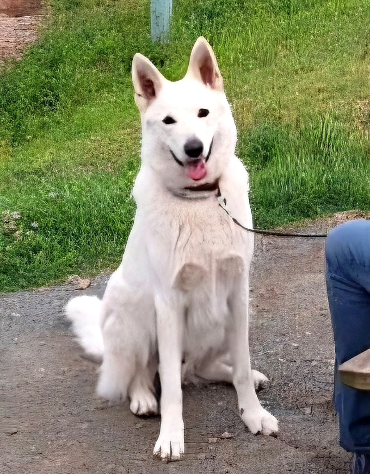 Lieve mooie Zwitserse herser Stamboom 4 jaar., Dieren en Toebehoren, Reu, Eén hond, 3 tot 5 jaar, Herder